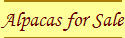 Alpacas for Sale