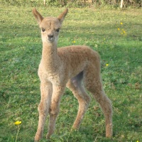 click here to see last years cria.