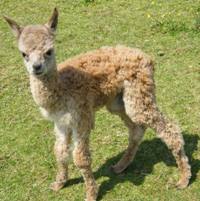 click here to see this years cria.