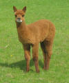 OakView Bambi - 5 weeks old- clickto enlarge
